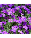 Aubrieta hybrida Purple Cascade